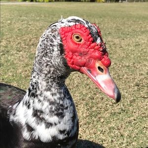 Meet your Posher, Jared